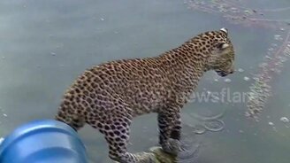 Леопард удит рыбу - смотреть видео (0:54)