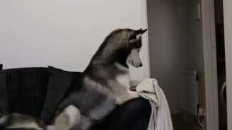 Хозяйка пропала! - смотреть видео (0:21)