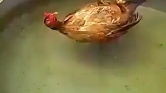 Курица уснула, плавая в воде - смотреть видео (0:32)