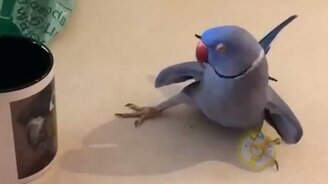 Радующие глаз и душу питомцы - смотреть видео (8:00)