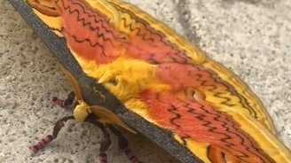 Большой красивый мотылёк - смотреть видео (0:17)