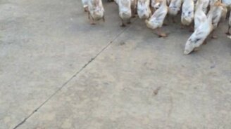 Уступи дорогу уткам! - смотреть видео (0:30)