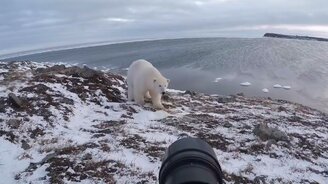 Встреча с чукотским белым медведем - смотреть видео (3:40)