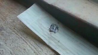 Приманил и распугал муравьёв - смотреть видео (0:27)