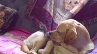 За что любят лабрадоров - смотреть видео (3:05)