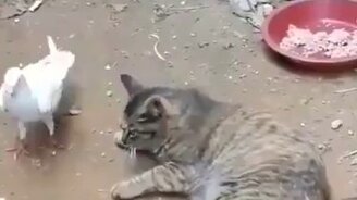 Дружба кота и голубя - смотреть видео (0:53)