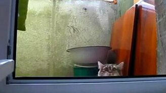 Кот внезапно - смотреть видео (1:09)