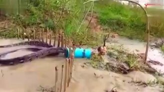 Поймал воровку кур - смотреть видео (0:40)