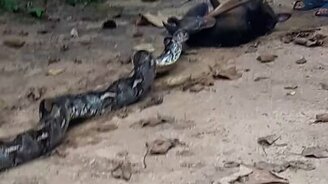 Спасение собаки от змеи - смотреть видео (3:03)