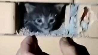 Спасение котёнка из стены - смотреть видео (2:30)