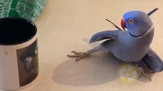 Разные прикольные зверушки - смотреть видео (8:00)