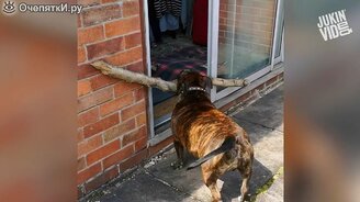 Сборка увлекательного за неделю - смотреть видео (3:00)