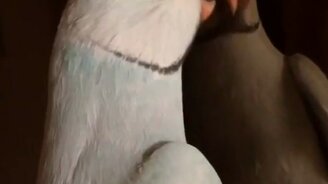 Когда влюблён в своё отражение - смотреть видео (0:31)