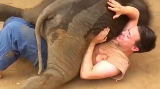 Задорные и чудные слонята - смотреть видео (3:06)