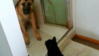 Разрешите пройти! - смотреть видео (1:00)