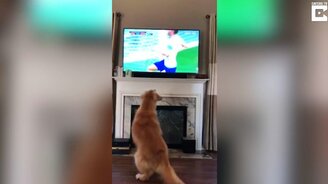 Пёс - футбольный фанат - смотреть видео (0:34)