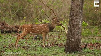 Олень против ветки - смотреть видео (0:25)