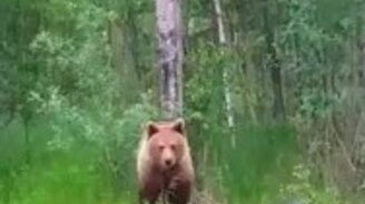 Непредсказуемый медведь - смотреть видео (0:38)