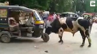 Сварливый бык против рикши - смотреть видео (1:05)