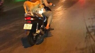 Перевозка щенят на мотоцикле - смотреть видео (0:37)