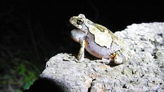 Квакающая лягушка вблизи - смотреть видео (0:50)