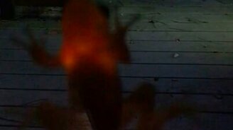 Лягушка проглотила светлячка - смотреть видео (0:24)