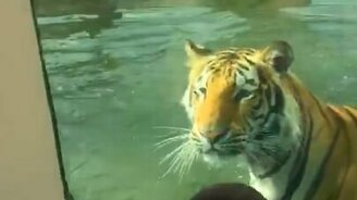 Тигр охотится на парня - смотреть видео (2:11)