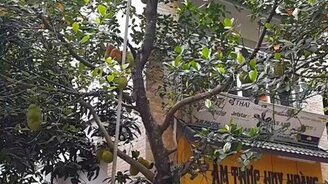 Достань мне фрукт! - смотреть видео (0:31)