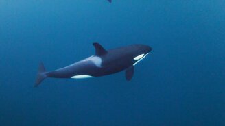 Вблизи от касаток - смотреть видео (0:40)