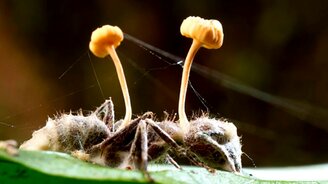 Пятёрка уникальных и странных природных явлений - смотреть видео (10:03)