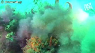 Приколы с морского дна - смотреть видео (3:00)