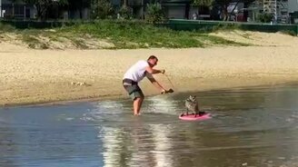 Кошка-сёрфер - смотреть видео (0:37)