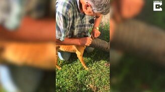 Спасение собаки из трубы - смотреть видео (1:21)