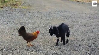 Козлёнок против курочки - смотреть видео (0:48)