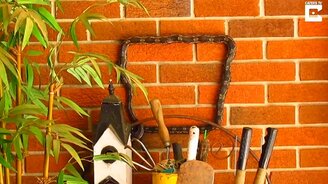 Змея ползает по стене - смотреть видео (2:00)