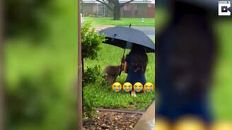 Заботливая хозяйка и её собака в дождь - смотреть видео (0:17)