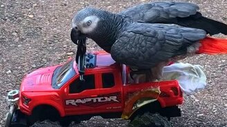 Попугай катается на машинке - смотреть видео (1:12)
