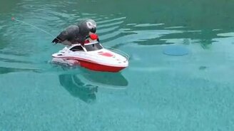 Попугай катается на катере - смотреть видео (1:40)