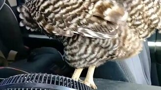 Курица и вентилятор - смотреть видео (0:36)