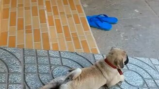 Большим артистом щенок будет - смотреть видео (0:14)