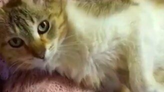 Кошка усыновила сурикатов - смотреть видео (0:51)