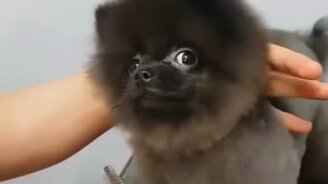 Собачонка любит стричься - смотреть видео (0:15)