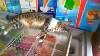 Спасение от жары по-кошачьи - смотреть видео (0:38)