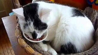 Когда в корень обленился - смотреть видео (0:35)