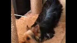 Собака любит овощи и ягоды - смотреть видео (0:35)