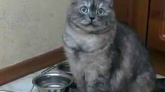 Наполните мисочку - смотреть видео (1:23)