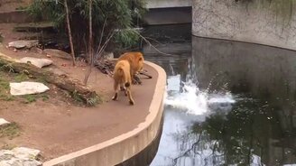 Лев оступился, но не растерялся - смотреть видео (0:35)