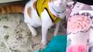 Кот футбольного болельщика - смотреть видео (0:22)