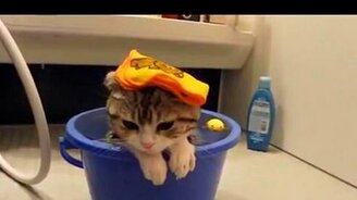 Самый грустный кот - смотреть видео (2:43)