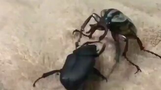 Противостояние жуков-титанов - смотреть видео (1:00)